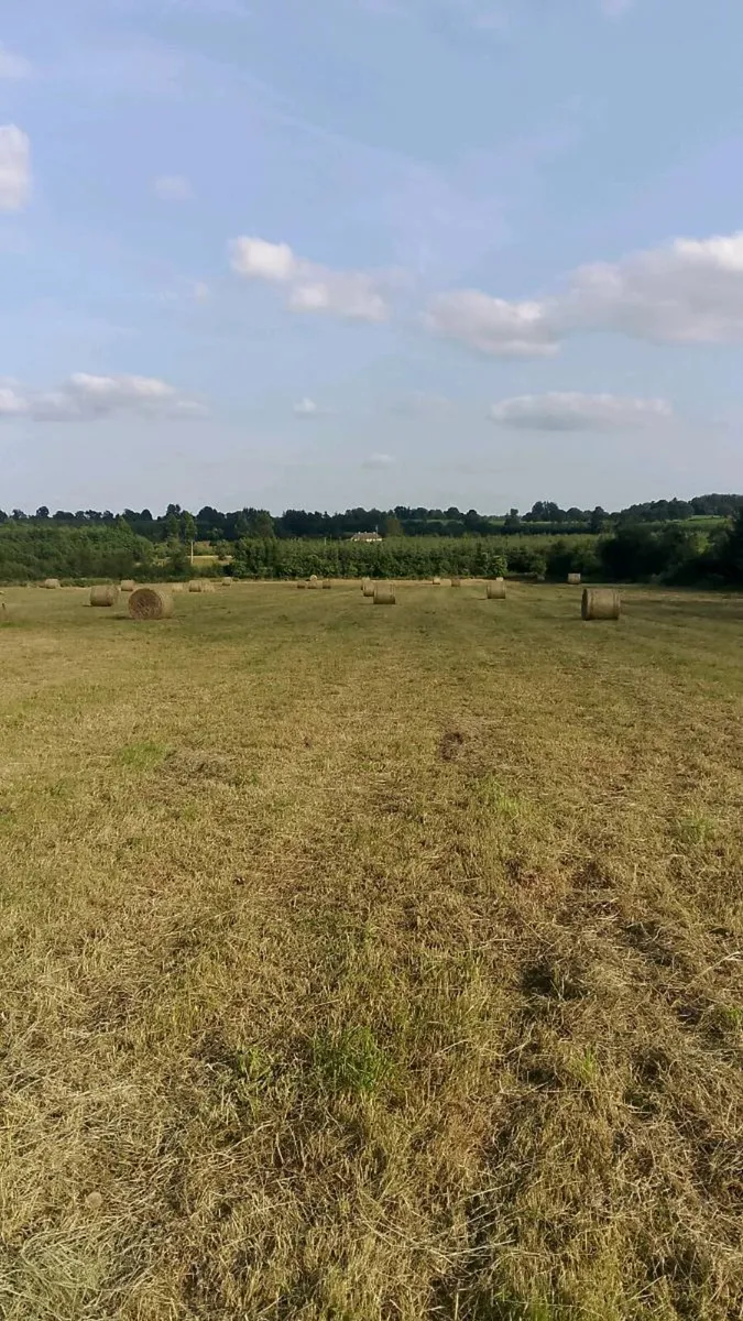 Quality Hay - Image 2
