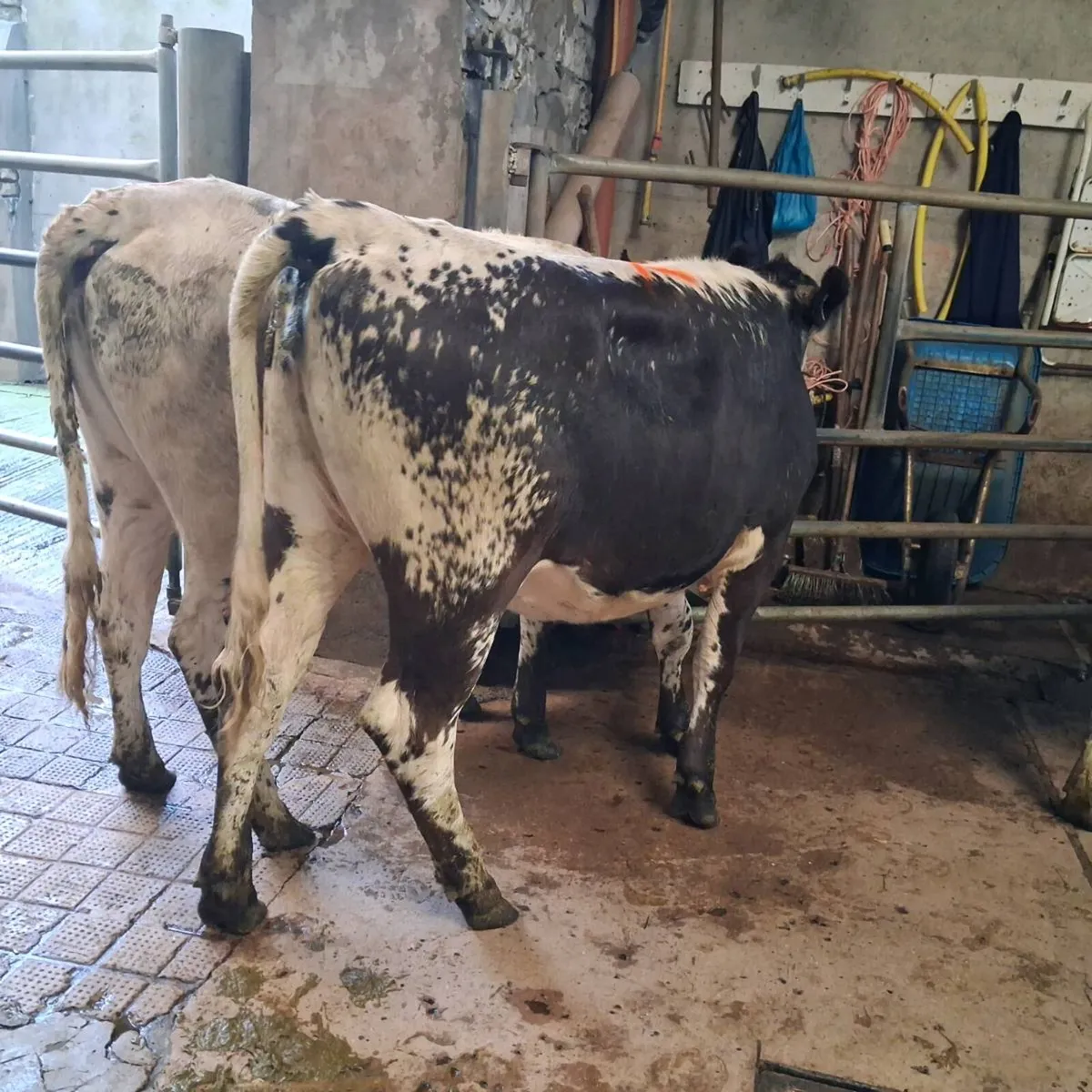 3 speckle park heifers - Image 1