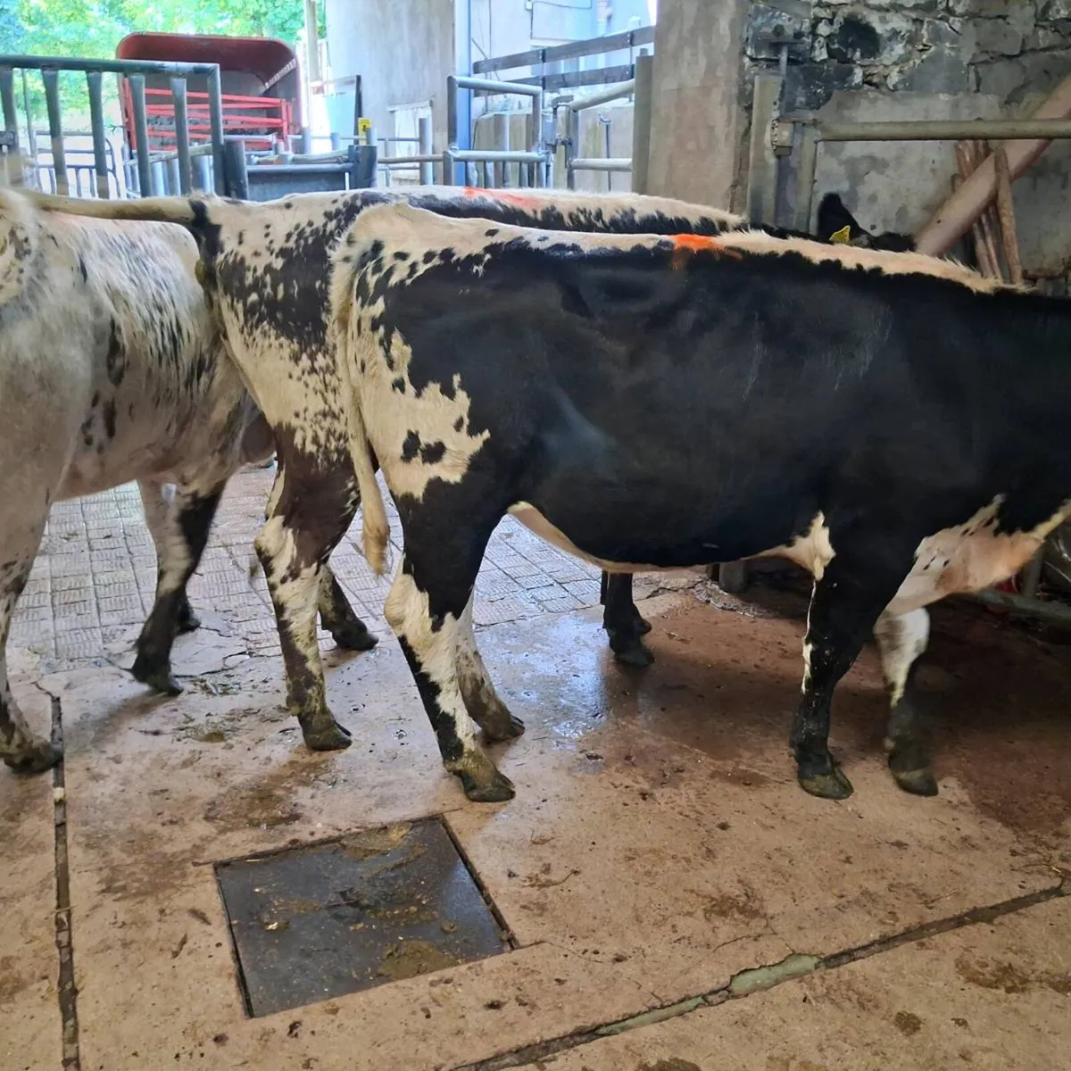 3 speckle park heifers - Image 2