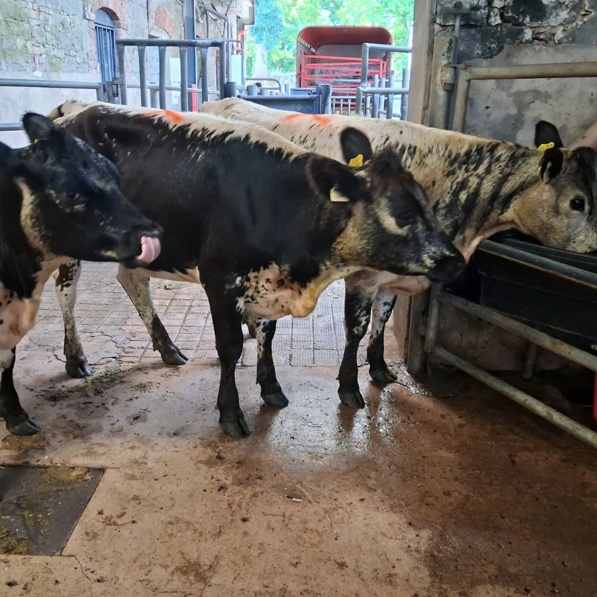 3 speckle park heifers - Image 3