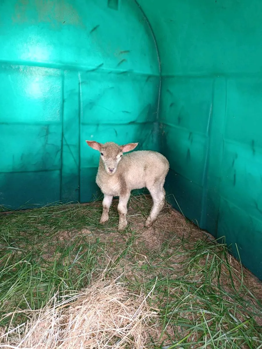 PET lamb