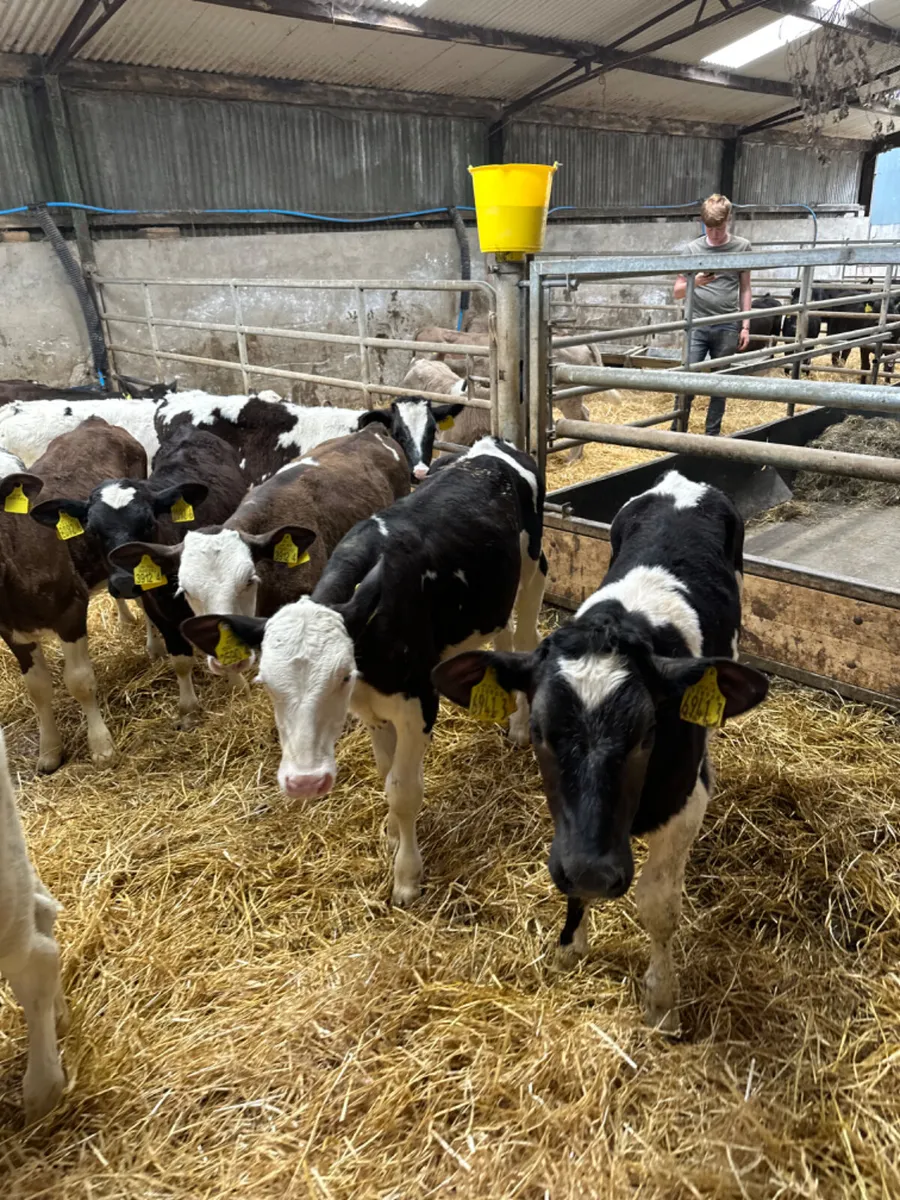 Blue and Simmental heifers - Image 3