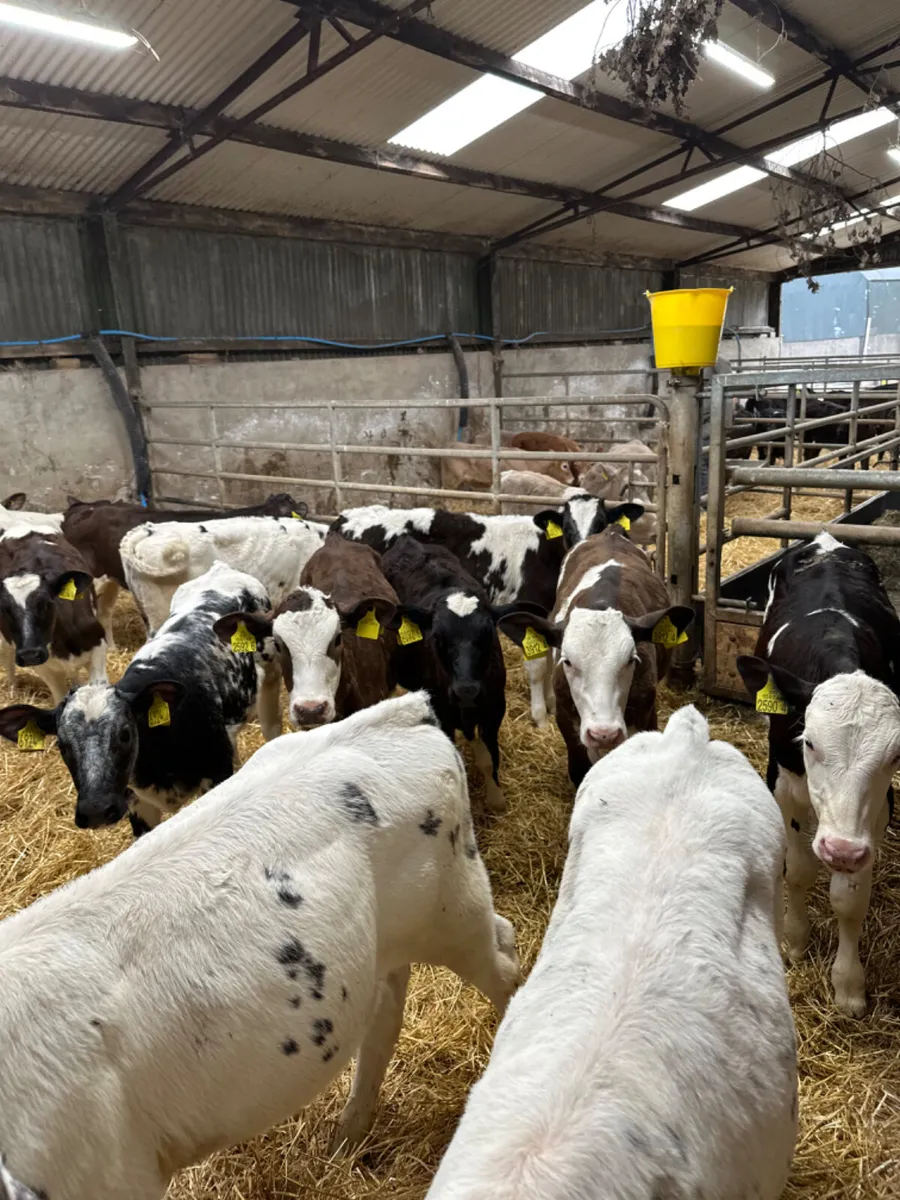 Blue and Simmental heifers - Image 1