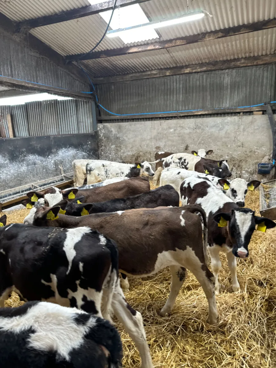 Blue and Simmental heifers - Image 4