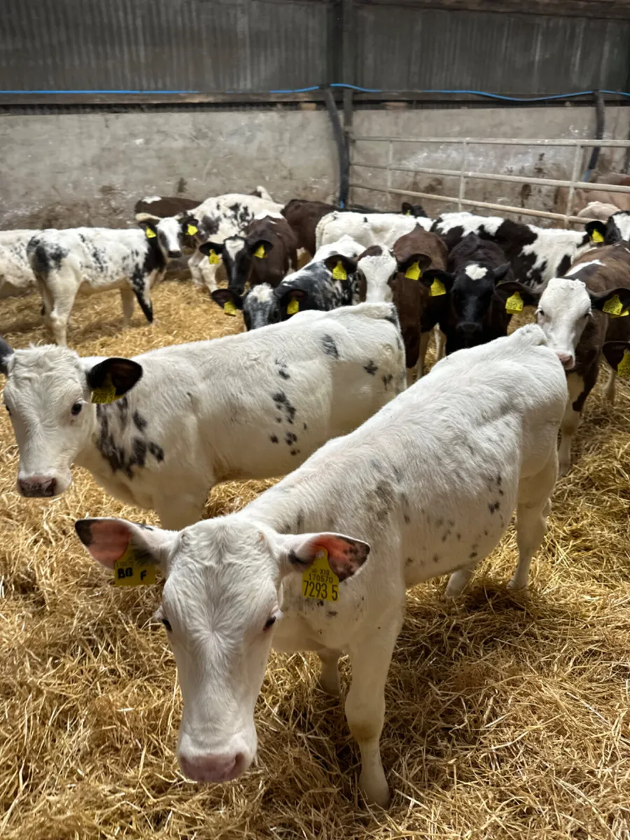 Blue and Simmental heifers - Image 2