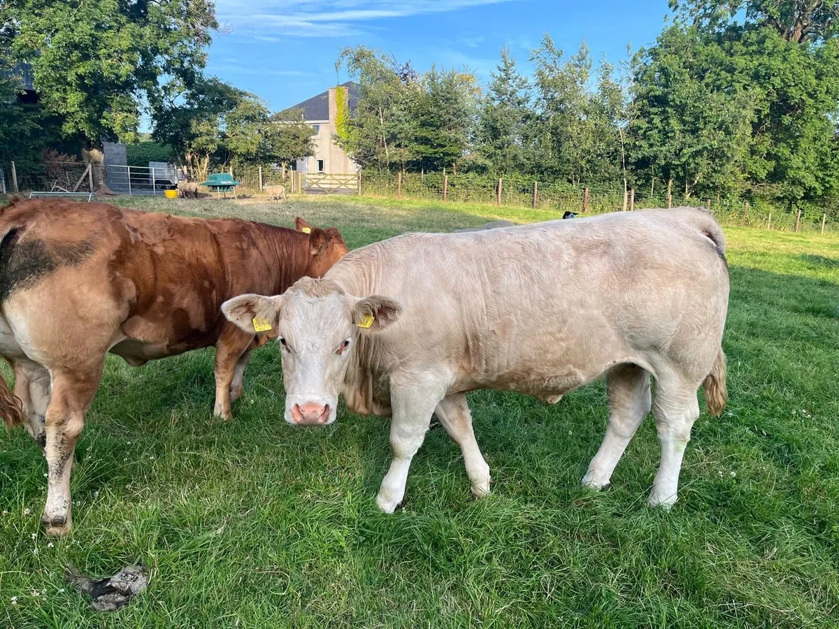 Bulling heifers - Image 3