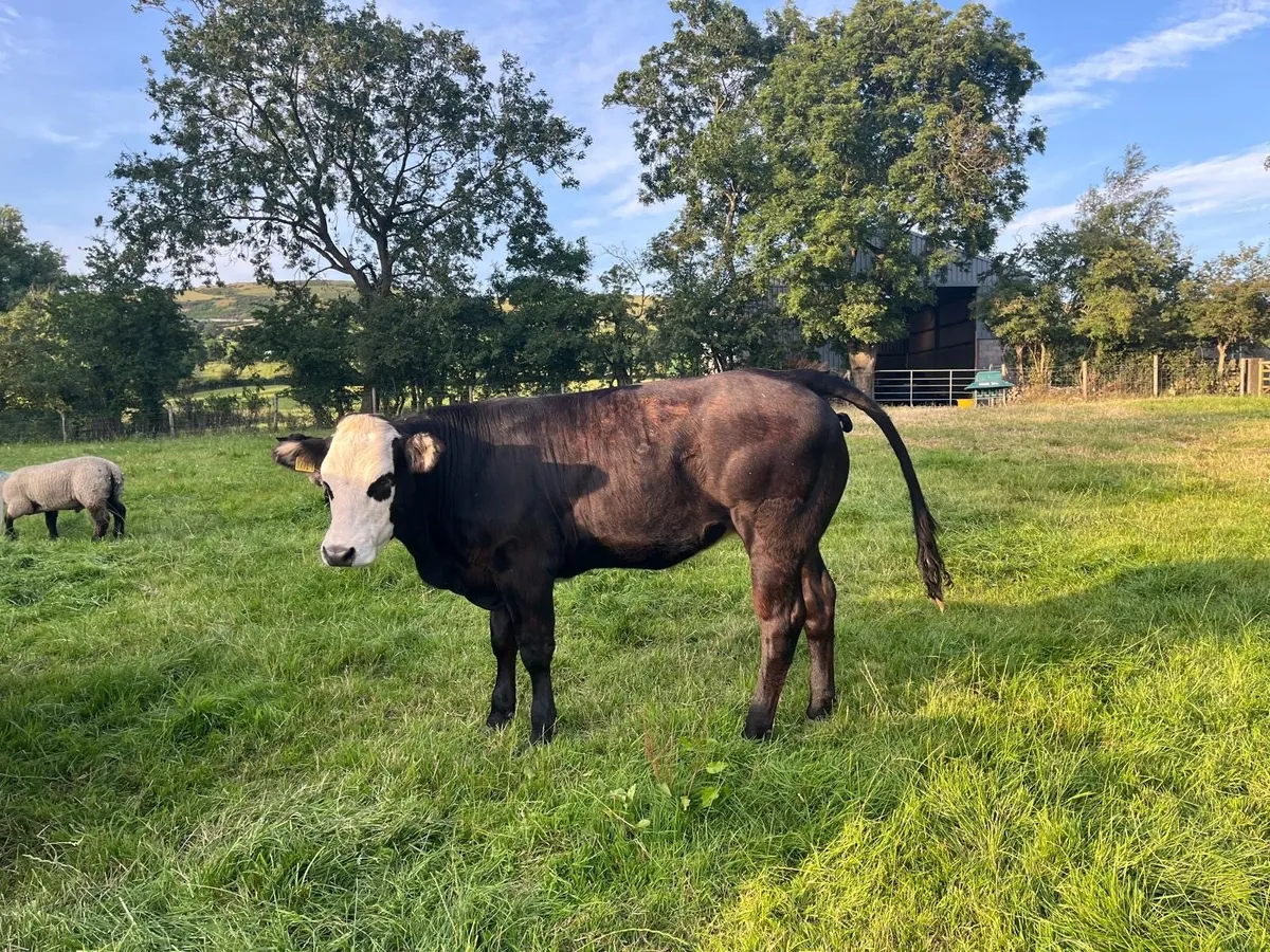 Bulling heifers - Image 2