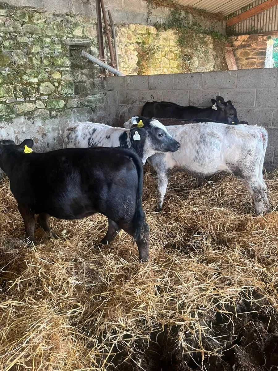 5 smashing weanling heifers - Image 1