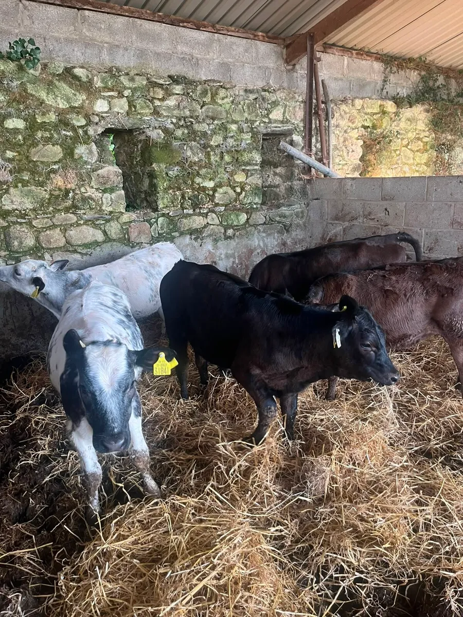 5 smashing weanling heifers - Image 2