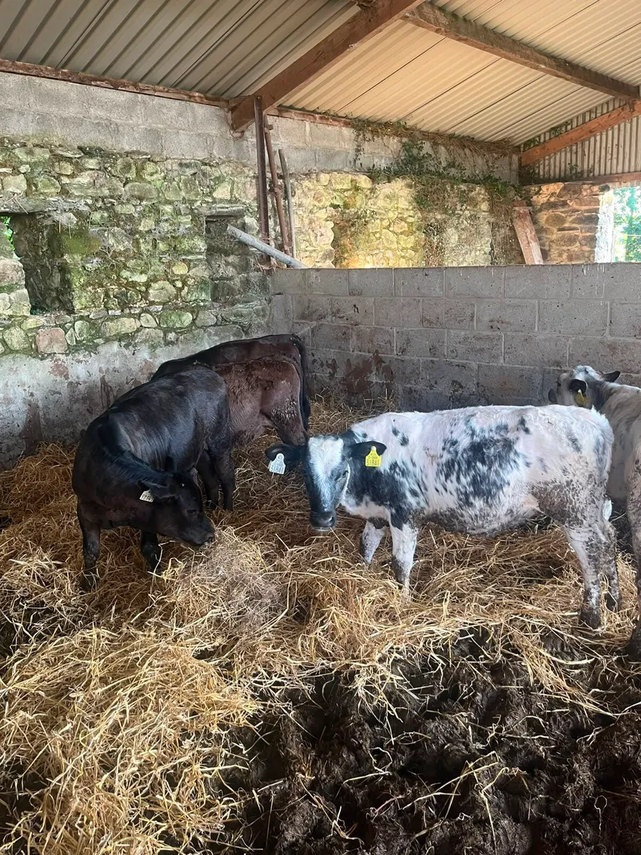5 smashing weanling heifers - Image 3