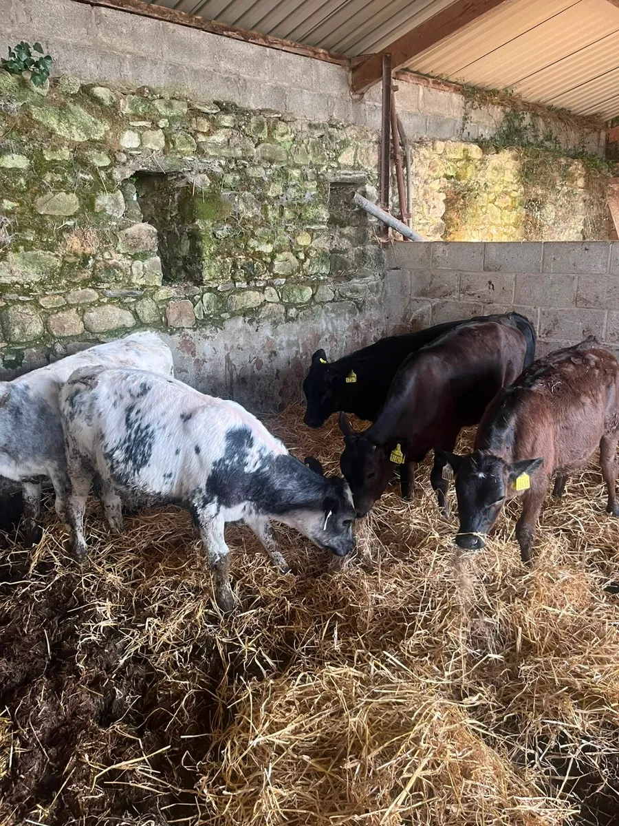 5 smashing weanling heifers - Image 4