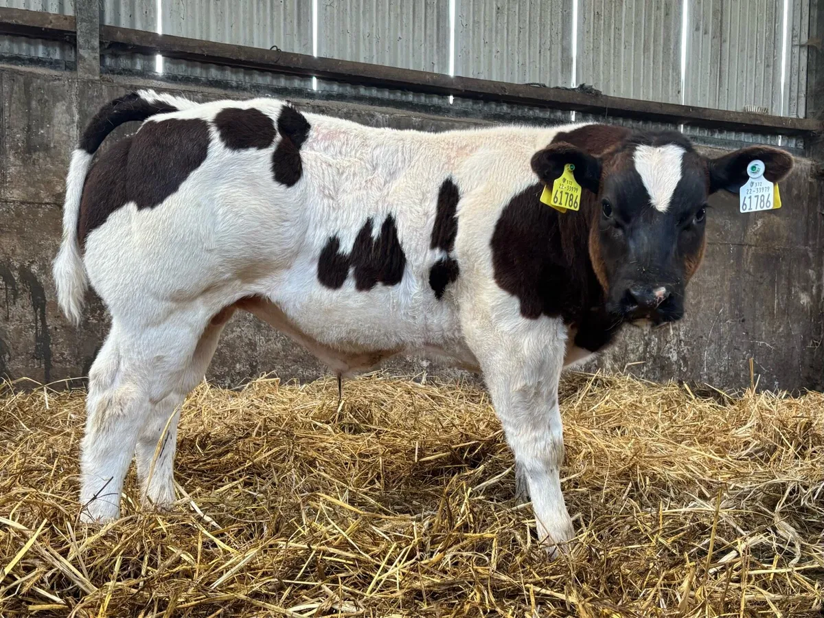 Pedigree Belgian blue bull calf - Image 2