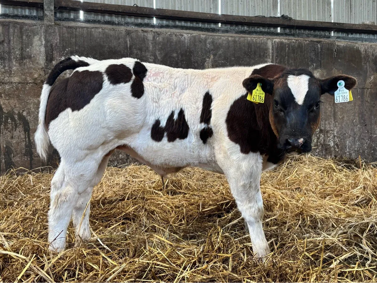 Pedigree Belgian blue bull calf - Image 1