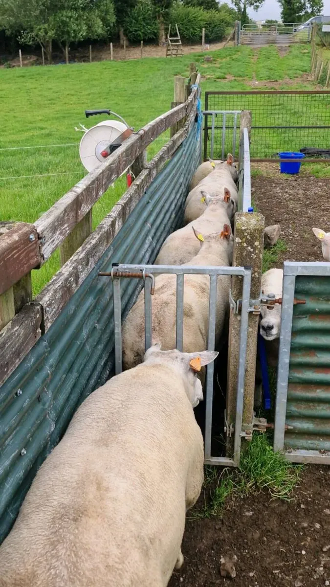 Beltex Shearling Rams, Ram lamb & Hogget Ewes - Image 1