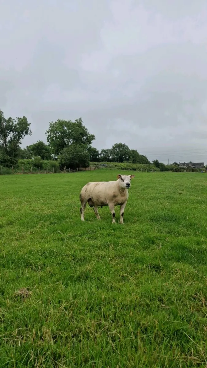 Beltex Shearling Rams, Ram lamb & Hogget Ewes - Image 2