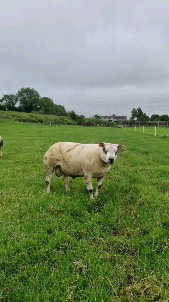Beltex Shearling Rams, Ram lamb & Hogget Ewes - Image 3