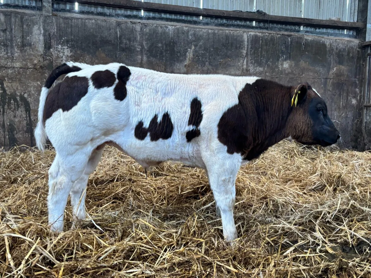 Pedigree Belgian blue bull calf - Image 3