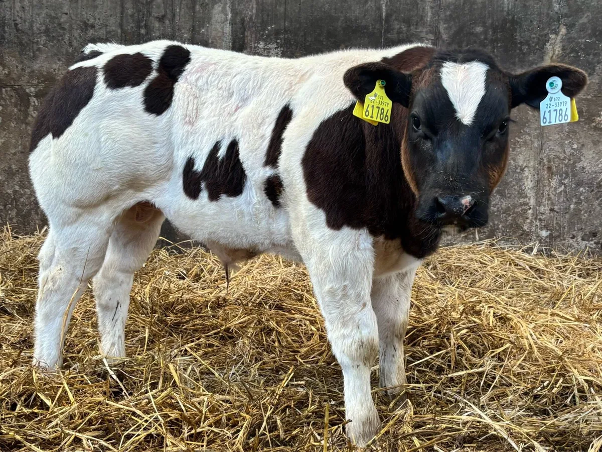 Pedigree Belgian blue bull calf - Image 4