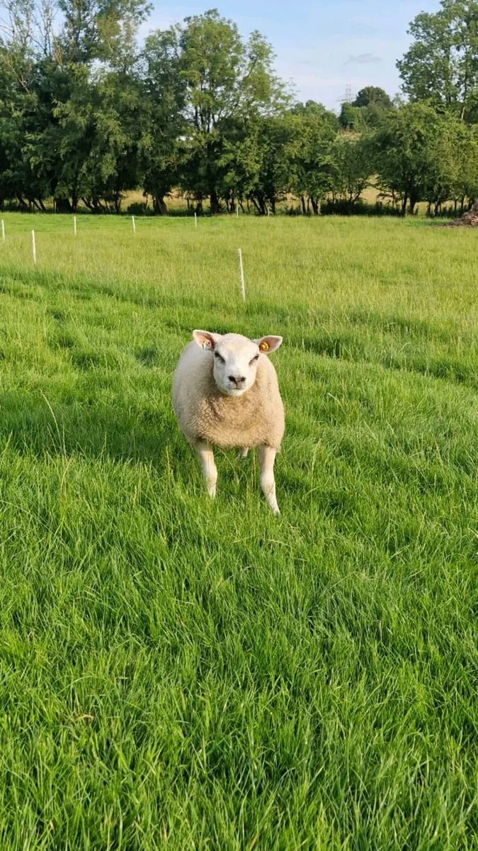 Beltex Shearling Rams, Ram lamb & Hogget Ewes - Image 4