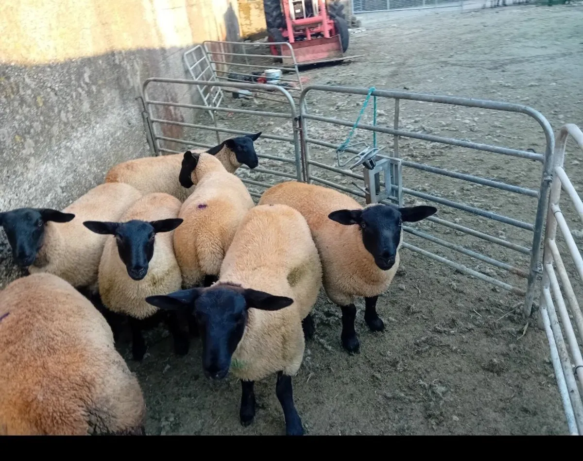 Ewe lambs - Image 1