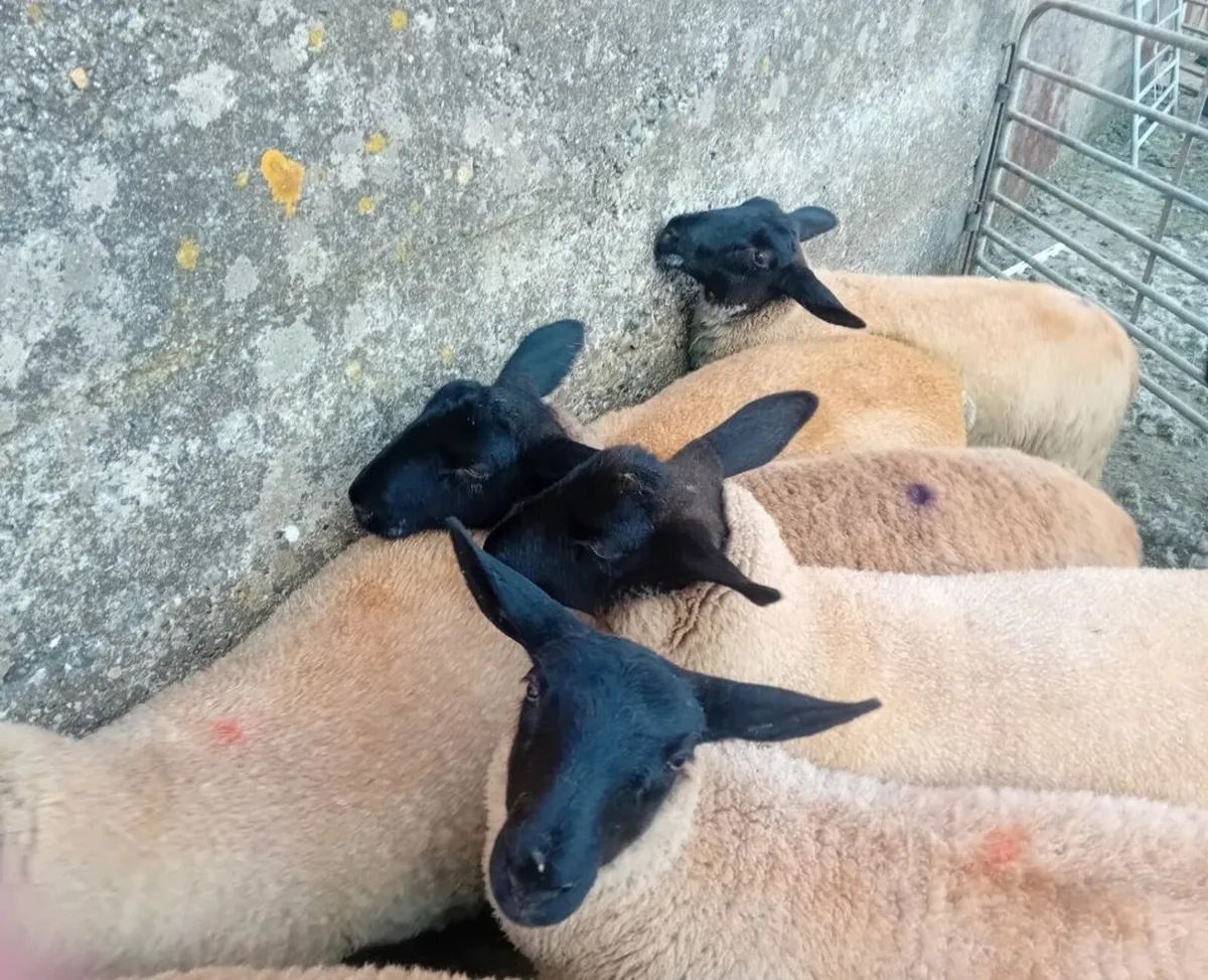 Ewe lambs - Image 2