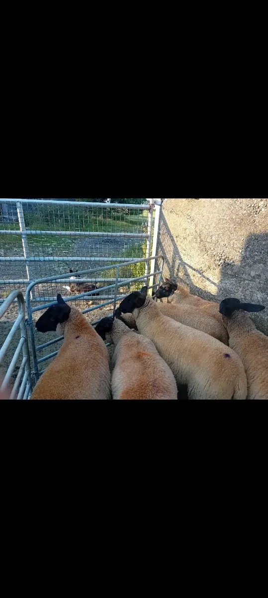 Ewe lambs - Image 4