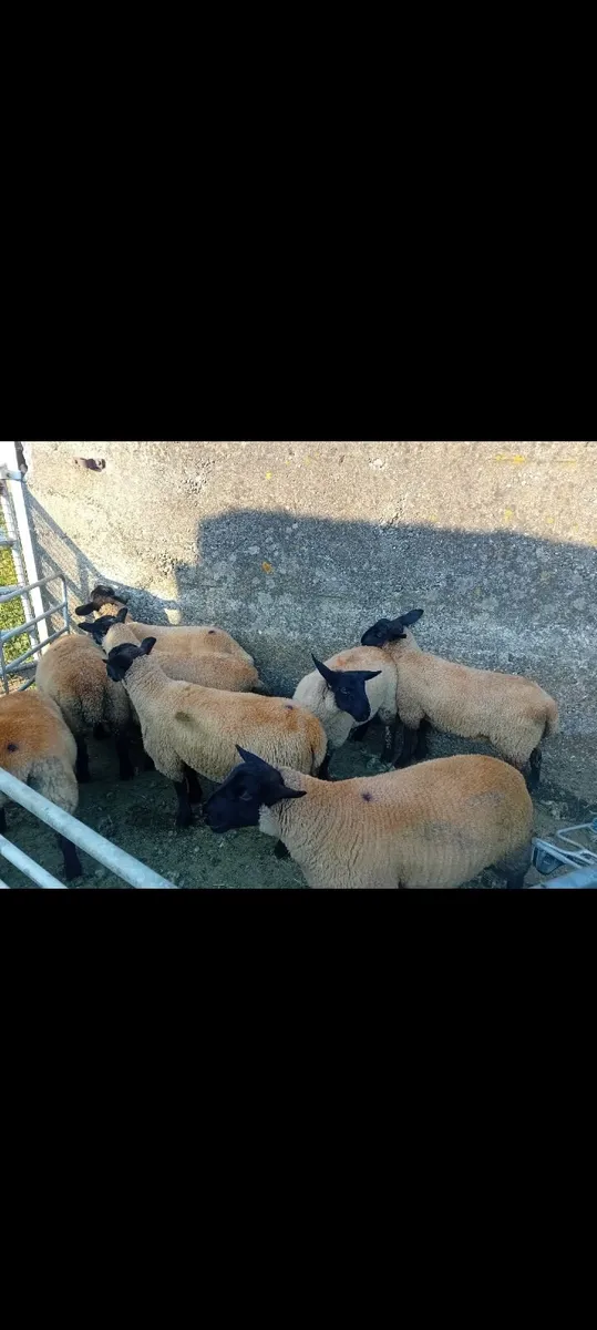 Ewe lambs - Image 3