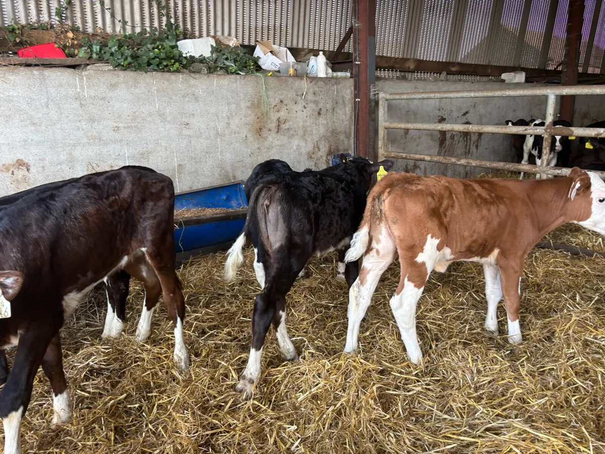 10 super strong Hereford heifer calf’s - Image 2