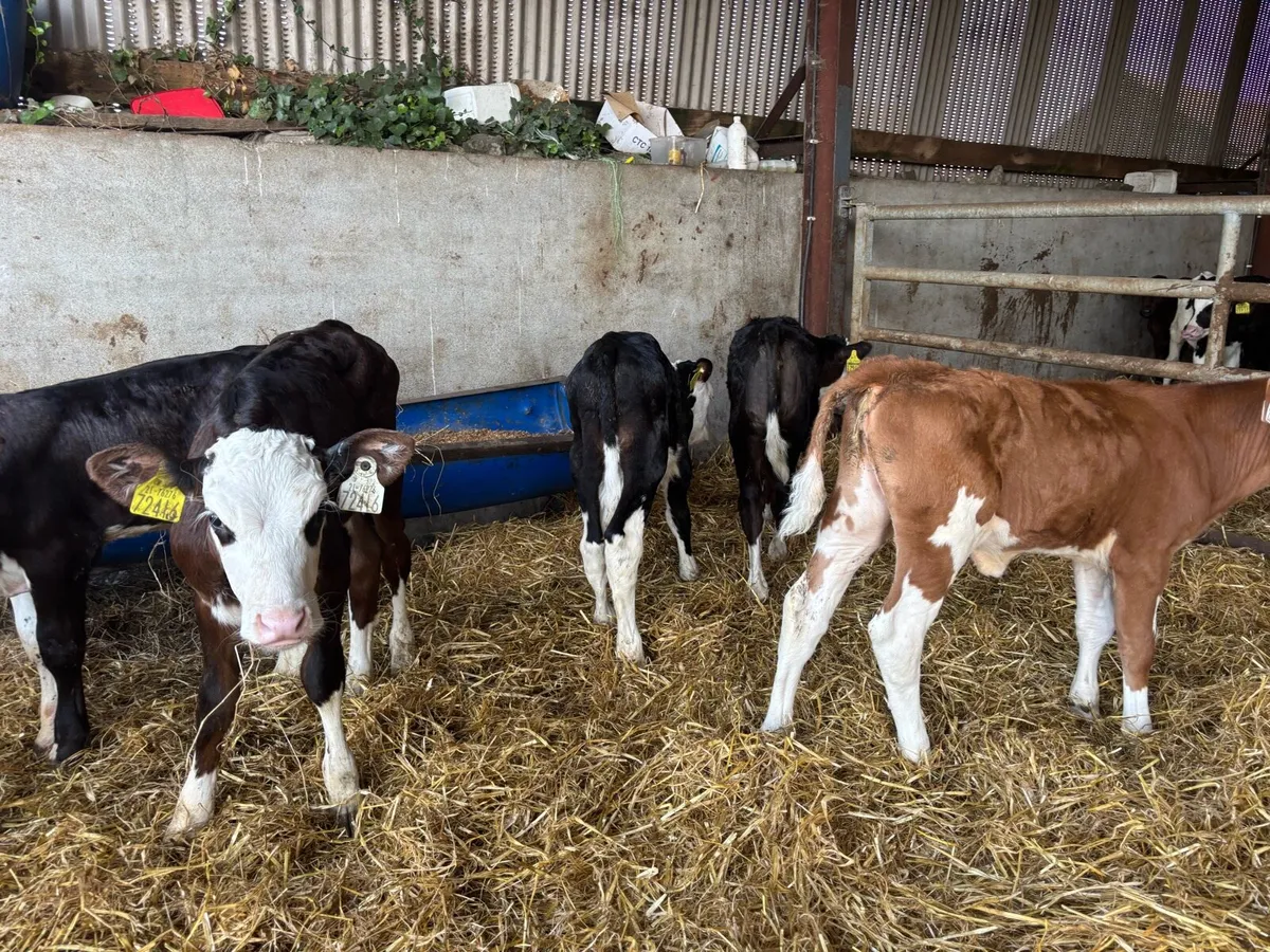 10 super strong Hereford heifer calf’s - Image 3