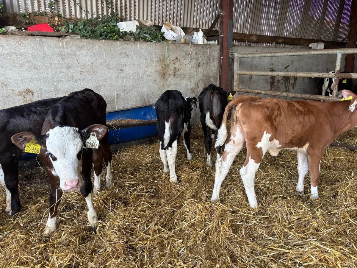 10 super strong Hereford heifer calf’s - Image 4
