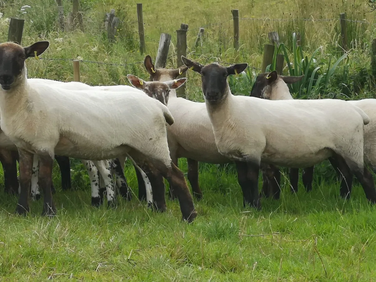 Hogget Ewes, Suffolk Cheviot & Mules - Image 3