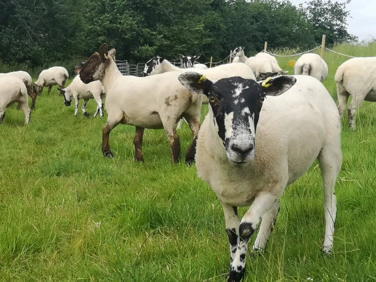 Hogget Ewes, Suffolk Cheviot & Mules - Image 4