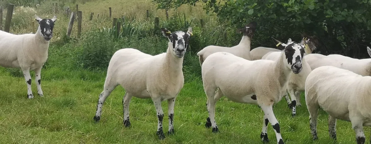 Hogget Ewes, Suffolk Cheviot & Mules - Image 2