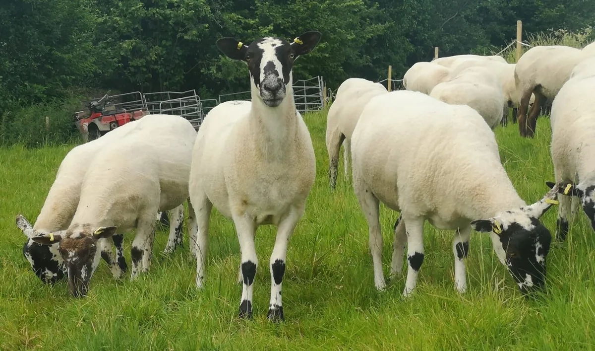 Hogget Ewes, Suffolk Cheviot & Mules - Image 1
