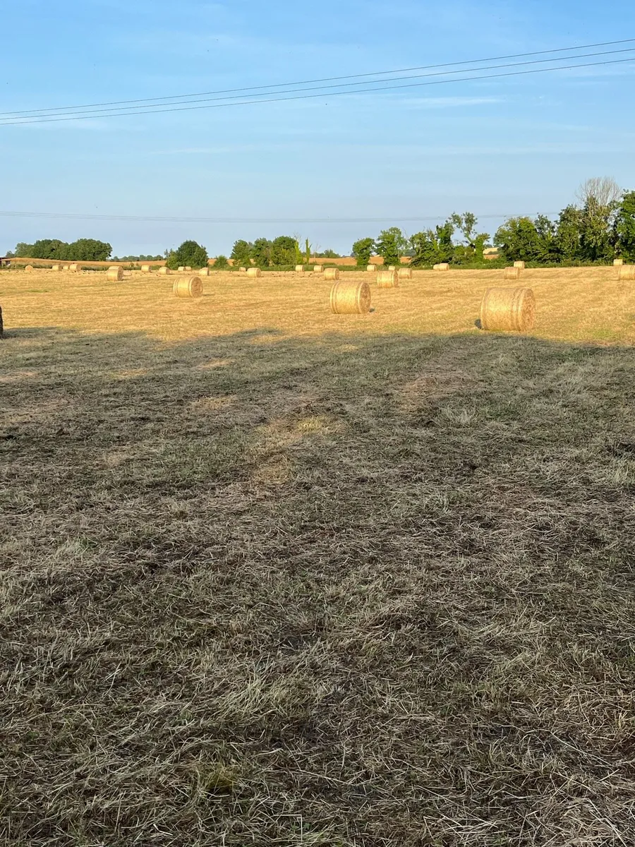 Round Bales of Hay - Image 1