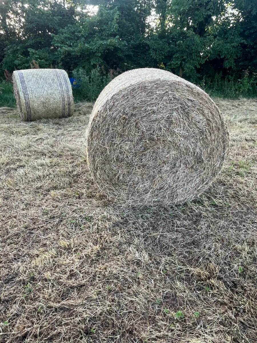 Round Bales of Hay - Image 2