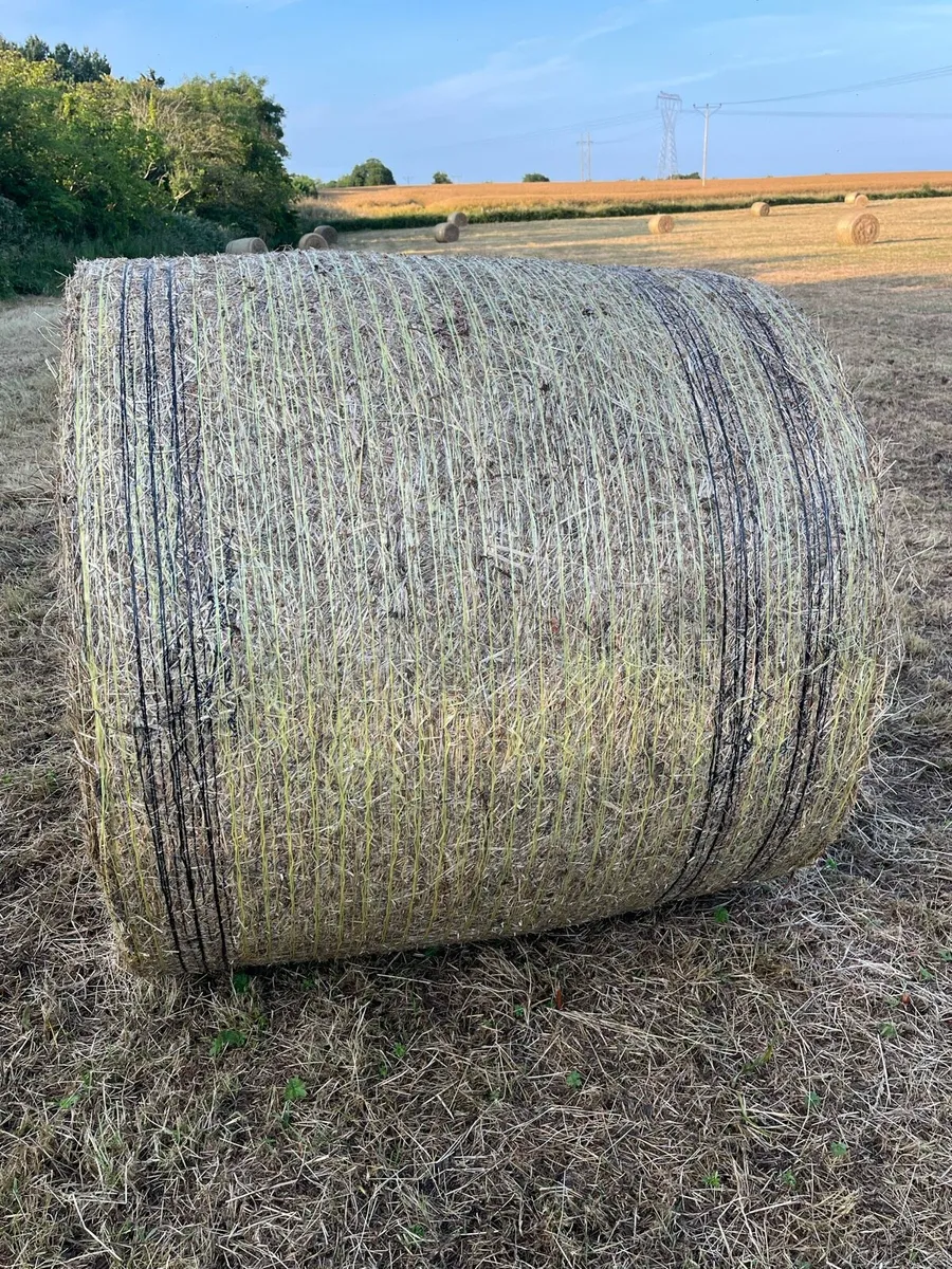 Round Bales of Hay - Image 3