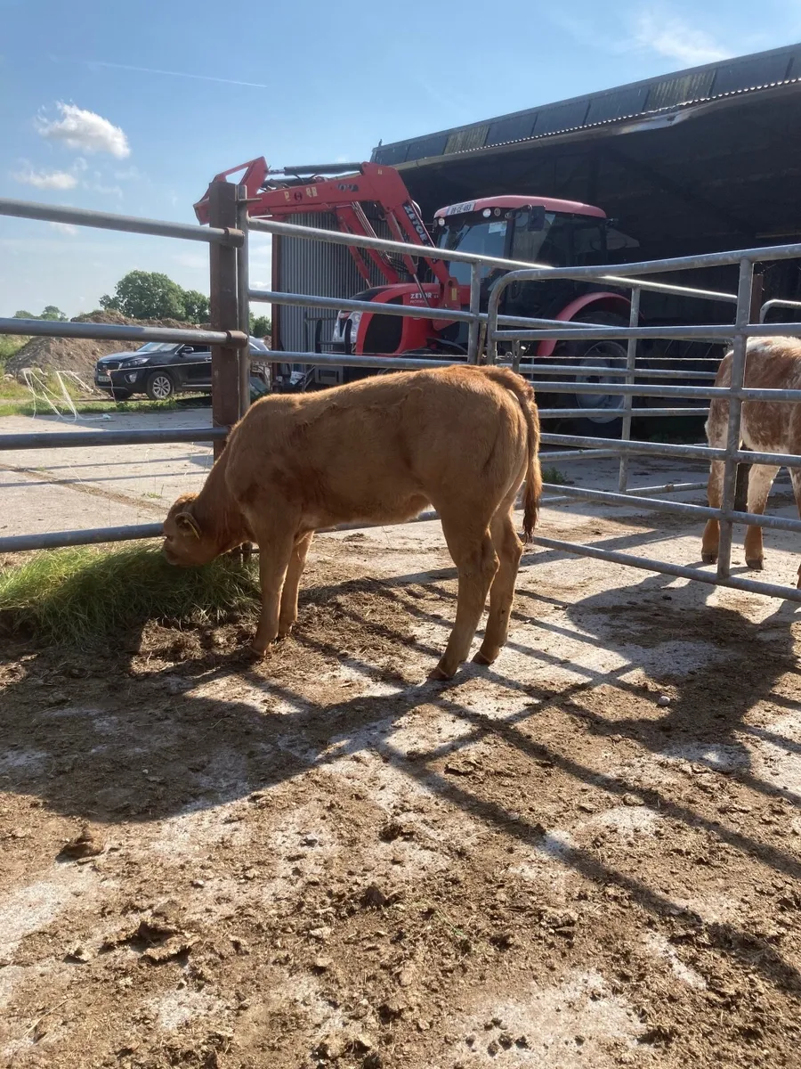 LMX First calved heifer - Image 4