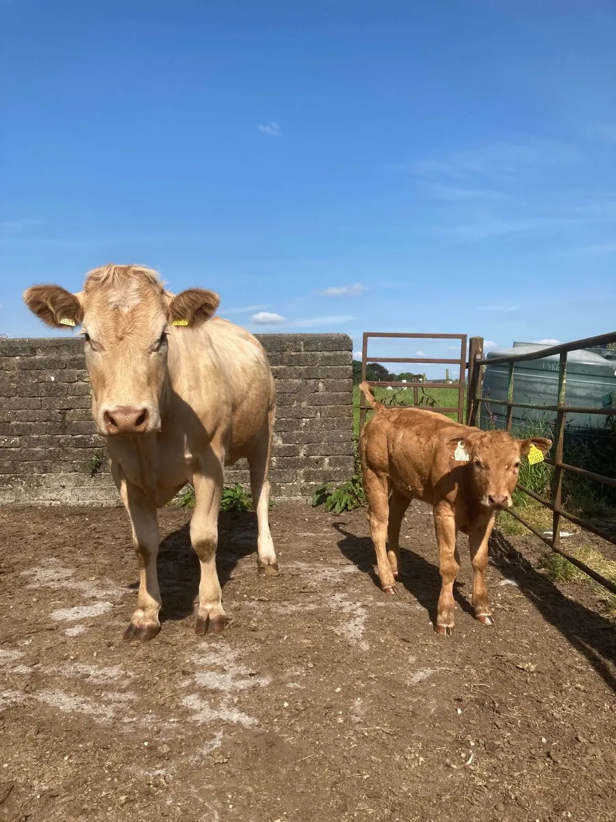 LMX First calved heifer - Image 2