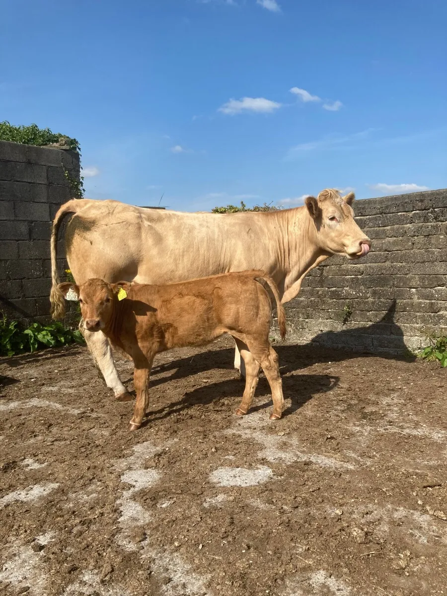 LMX First calved heifer - Image 1
