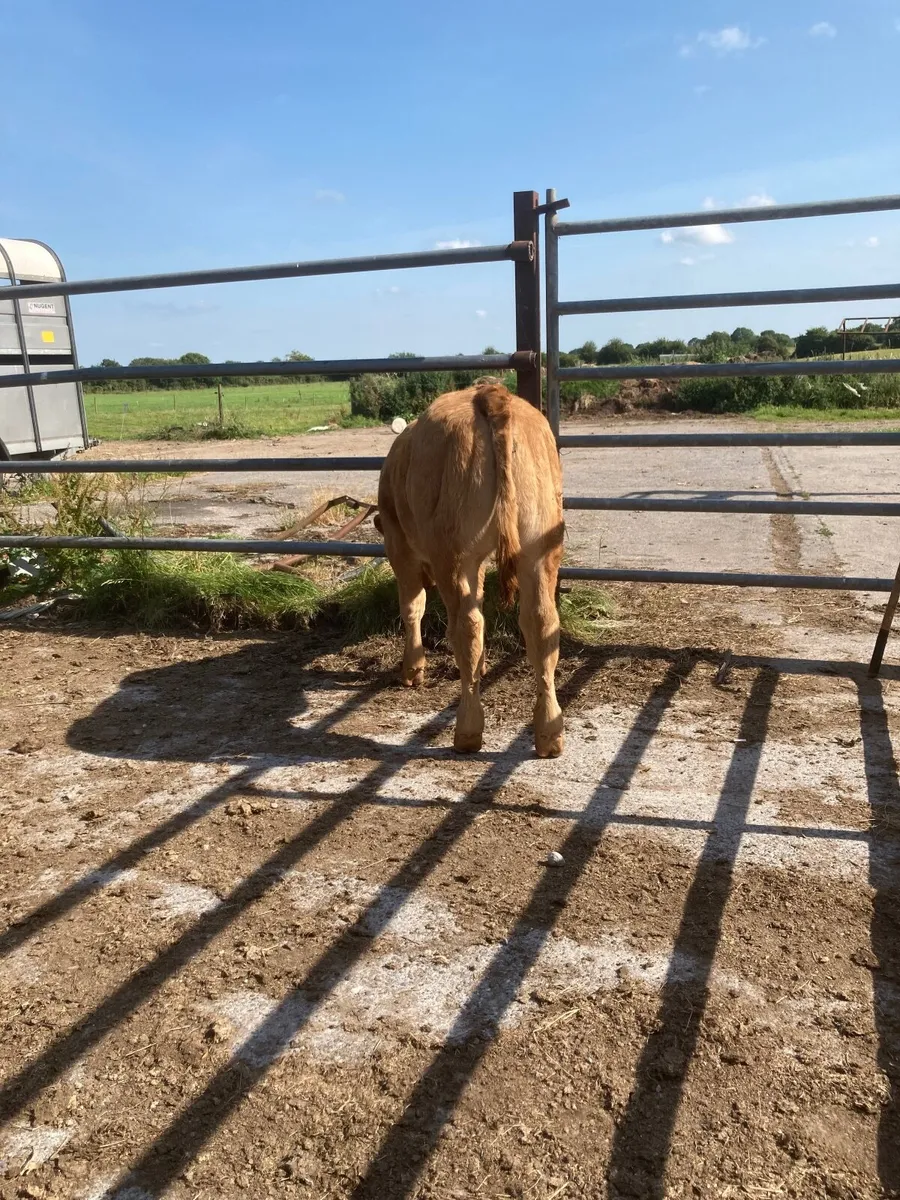 LMX First calved heifer - Image 3