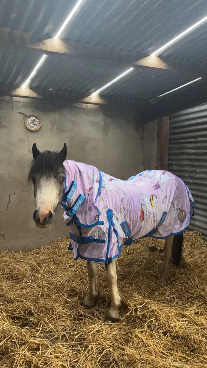 Pony - Image 2