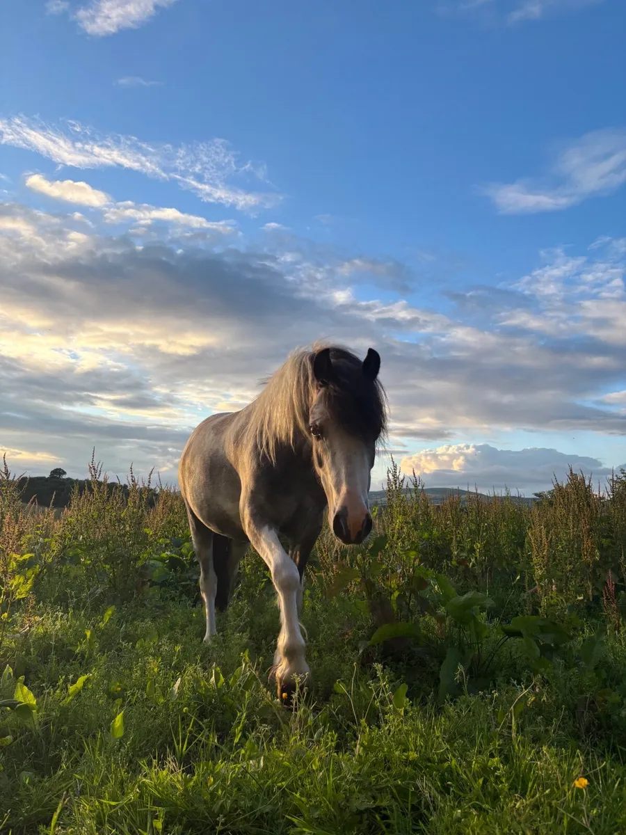 Pony - Image 3