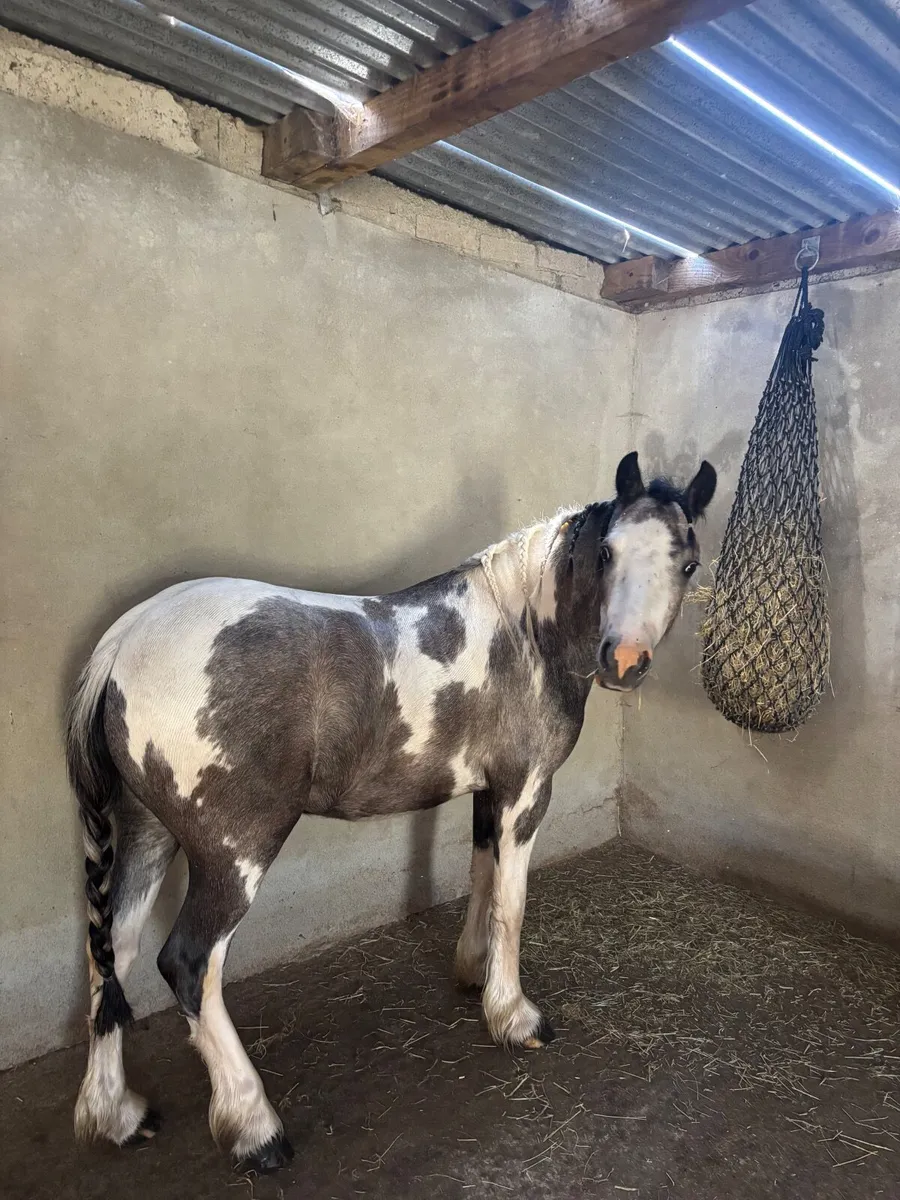 Pony - Image 4
