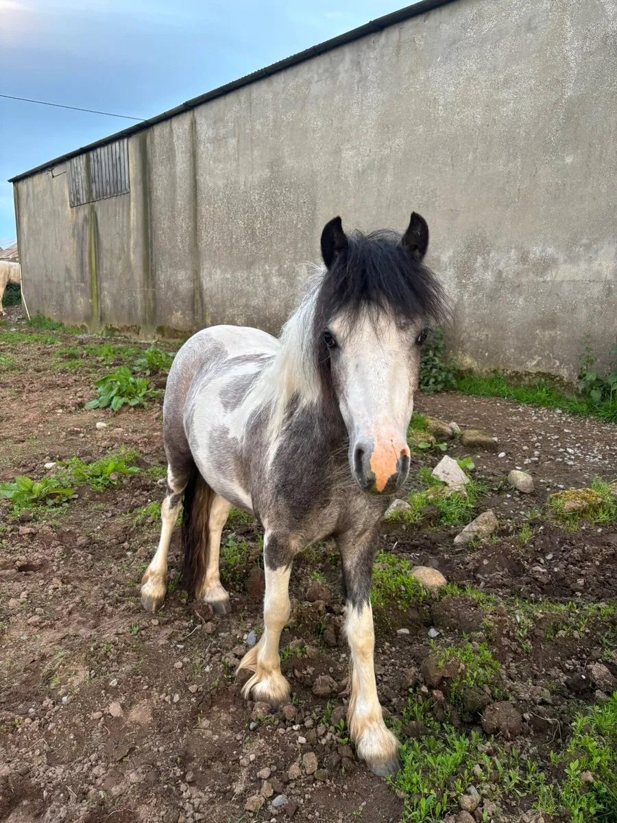 Pony - Image 1