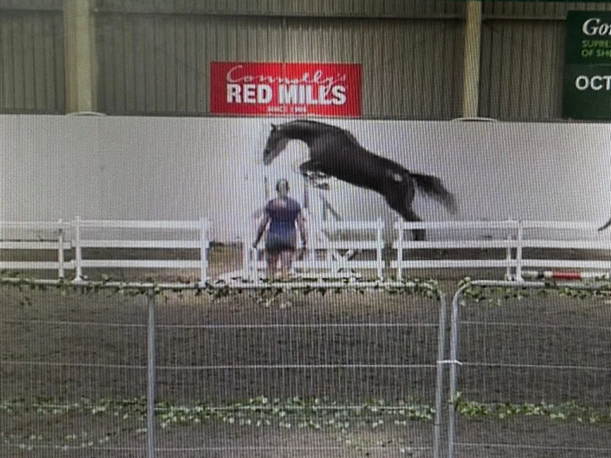 3 year old sport horse - Image 4