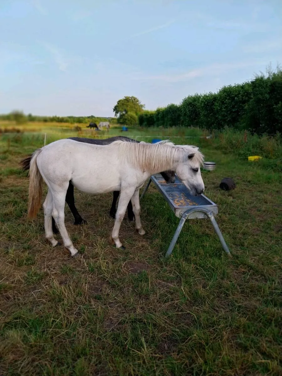 Connemara colt - Image 2
