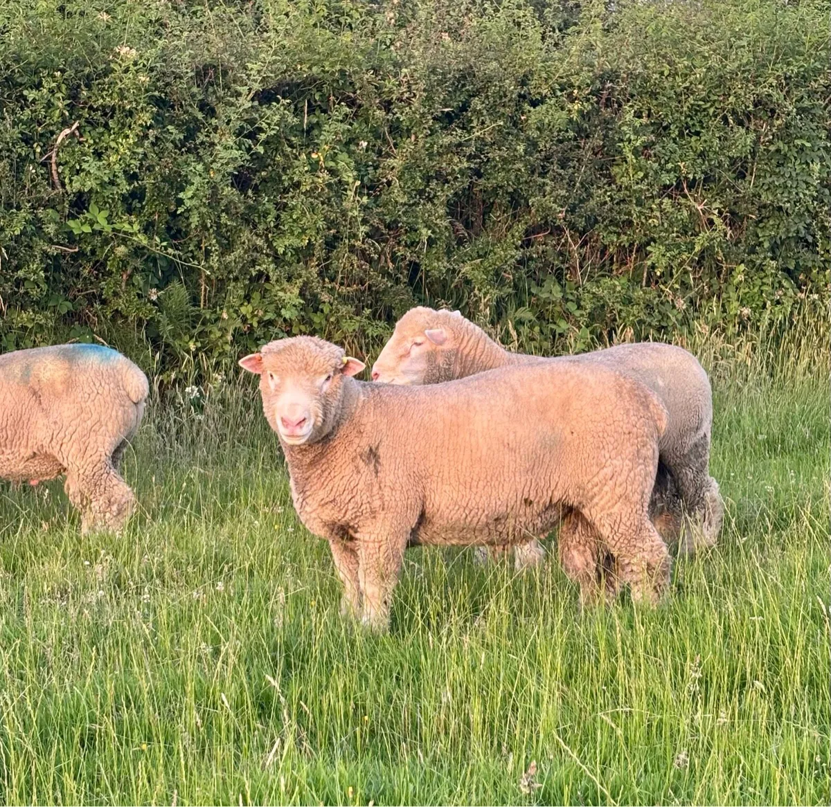Pedigree Dorset Teaser rams - Image 1