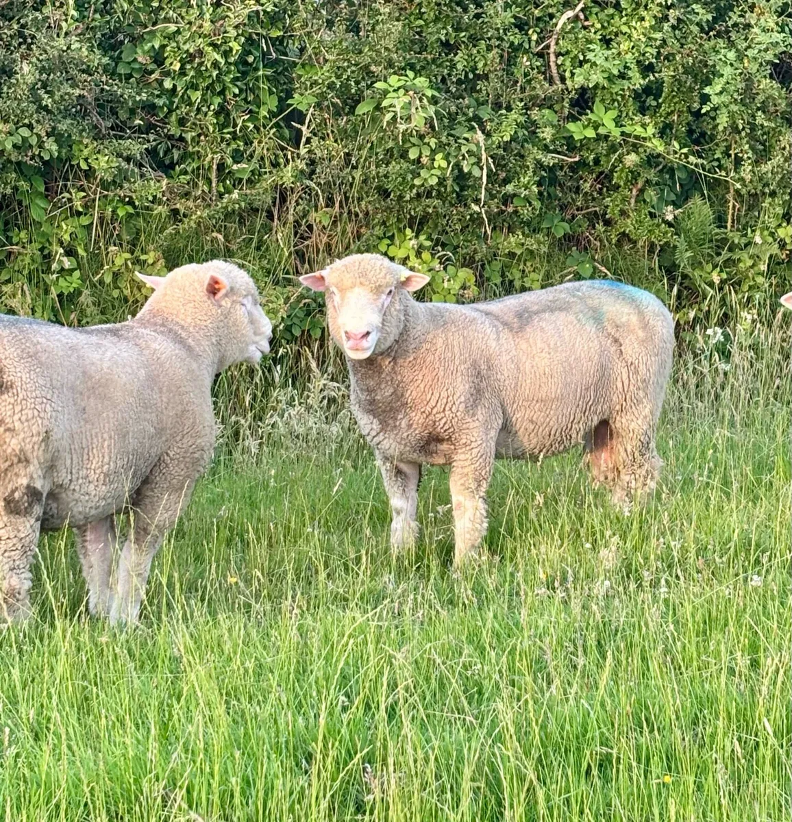 Pedigree Dorset Teaser rams - Image 2