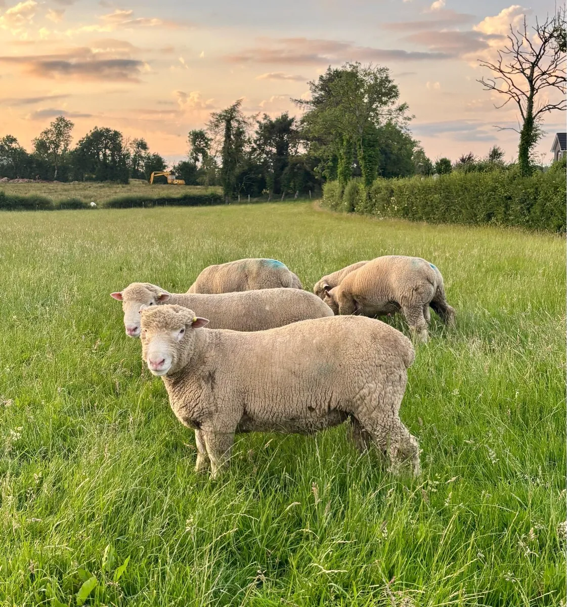 Pedigree Dorset Teaser rams - Image 3